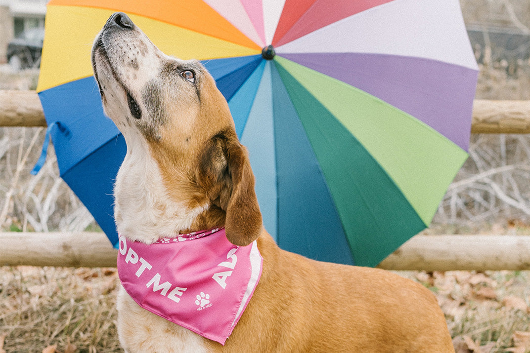 dog outside with bandana that says "Adopt Me" - sweetsherriloudesigns - Ethically and Sustainably Made - 10% donated to the Society for the Prevention of Cruelty to Animals