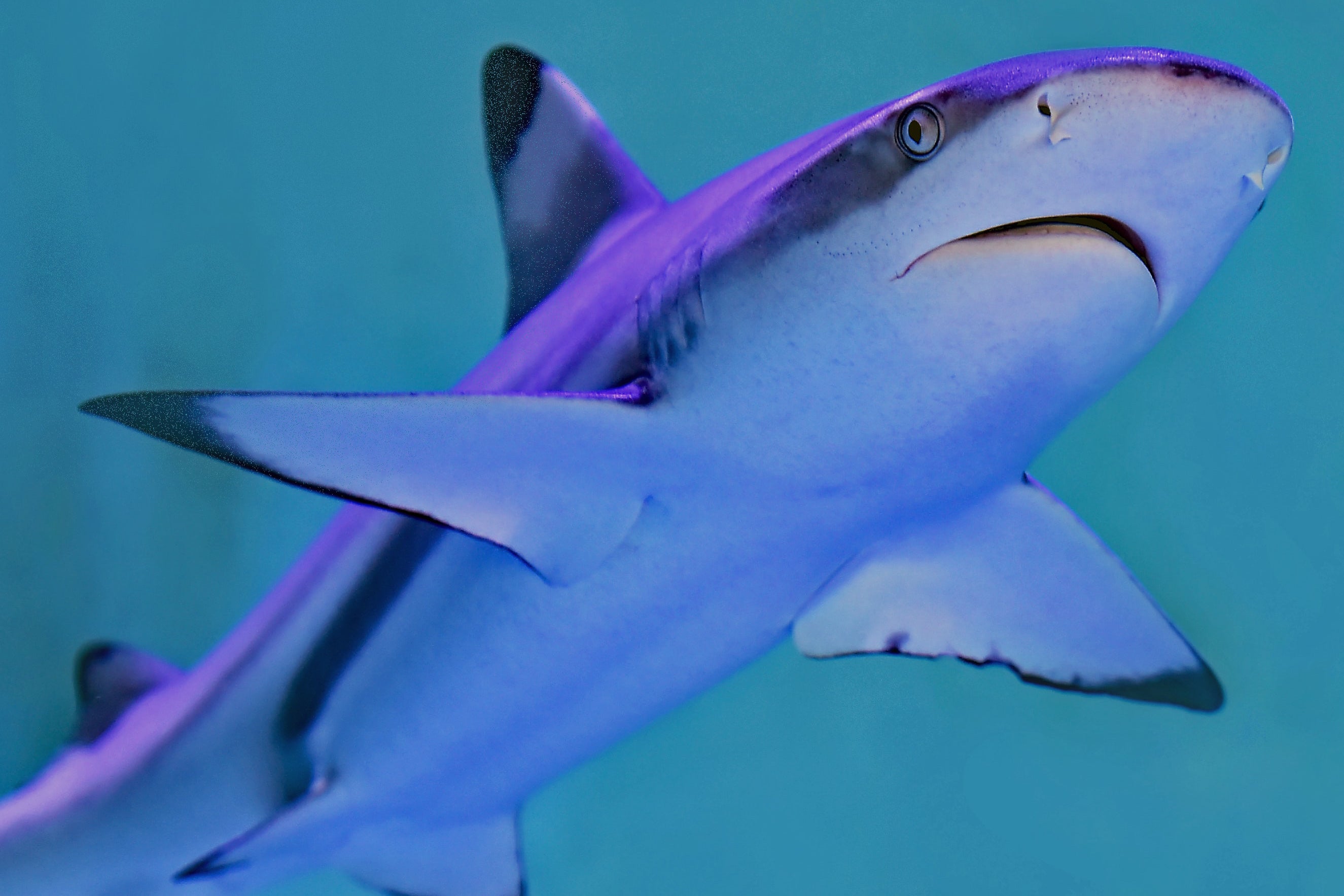 juvenile blacktip reef shark up close swimming