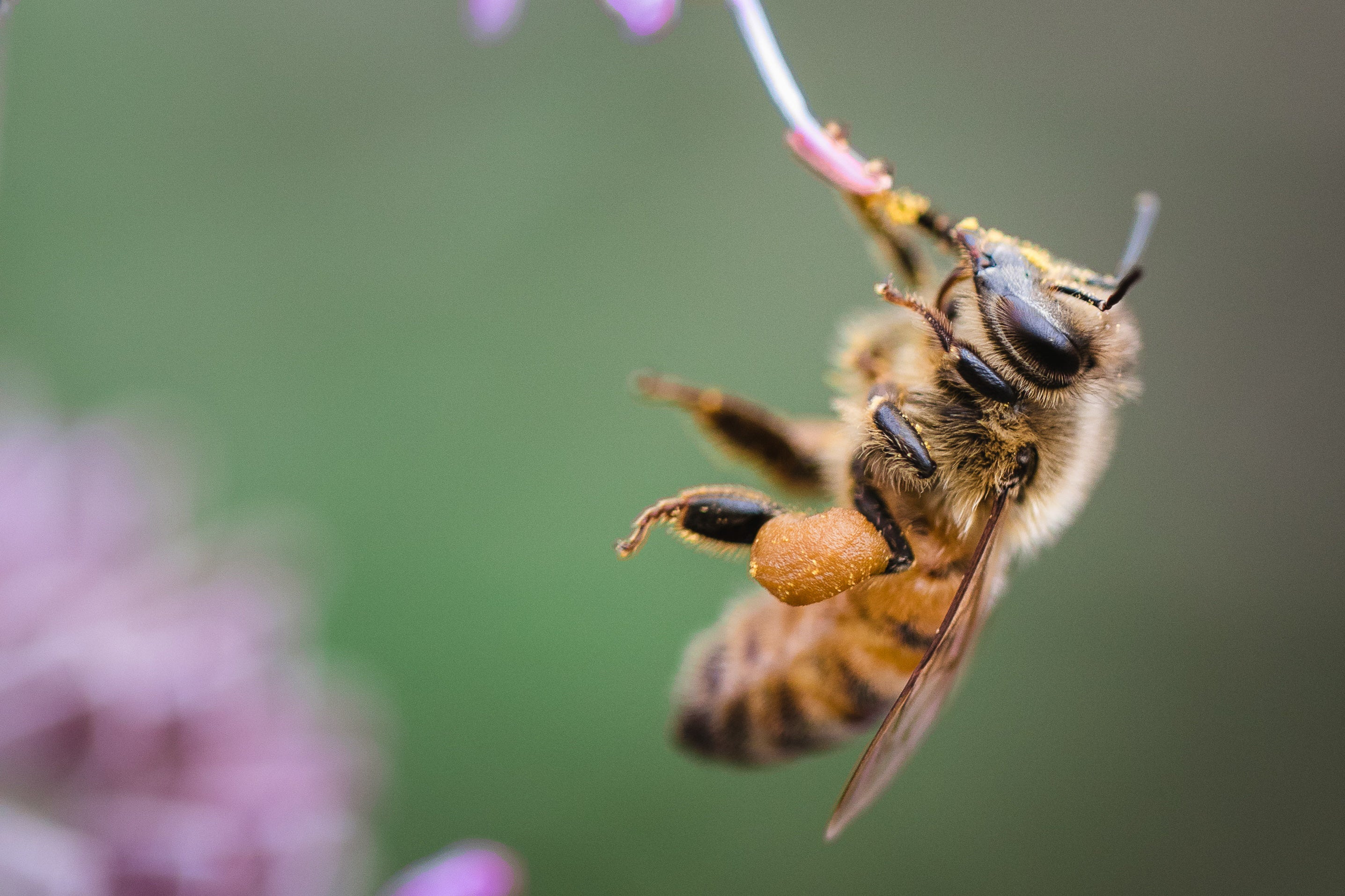 honeybee drinking from a flower bud on green background